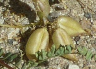 High Resolution Astragalus douglasii Fruit